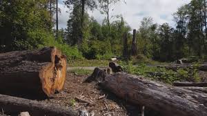 Trusted Sutter Creek, CA Tree Removal and Landscaping Services Experts